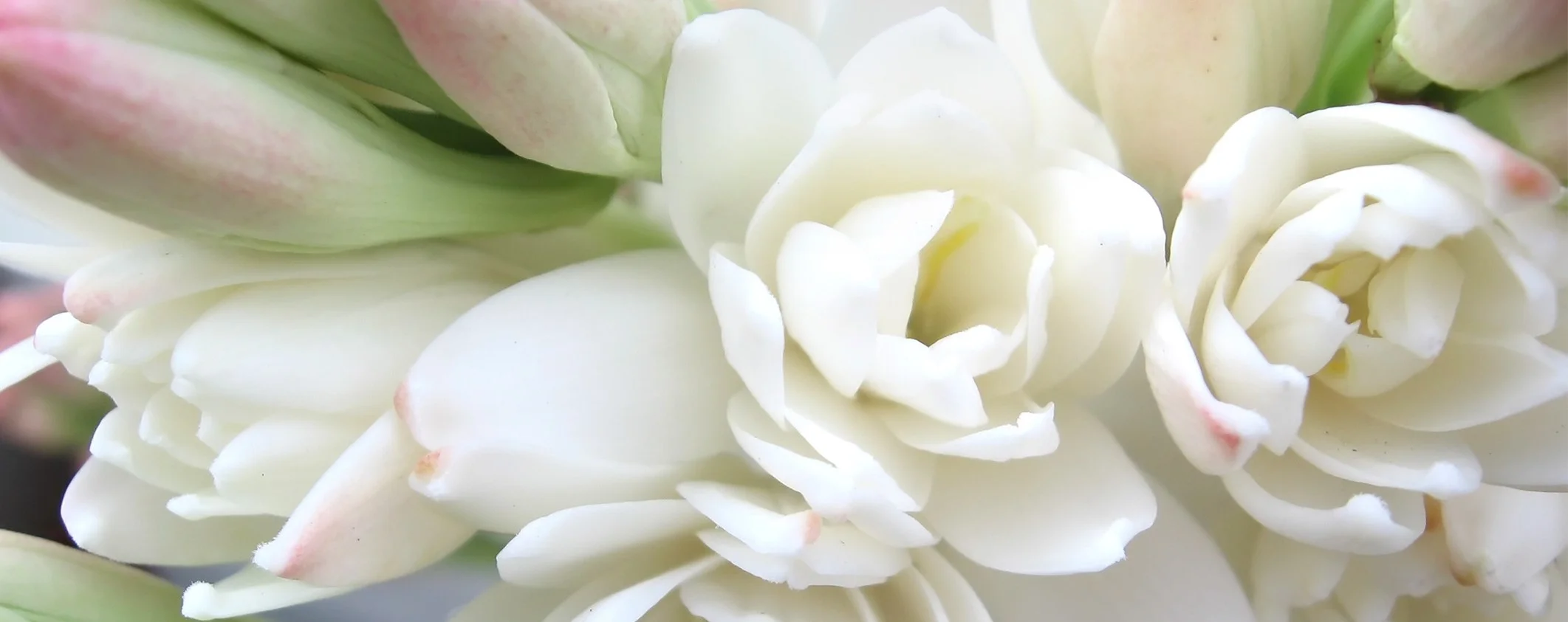 Tuberose.jpg