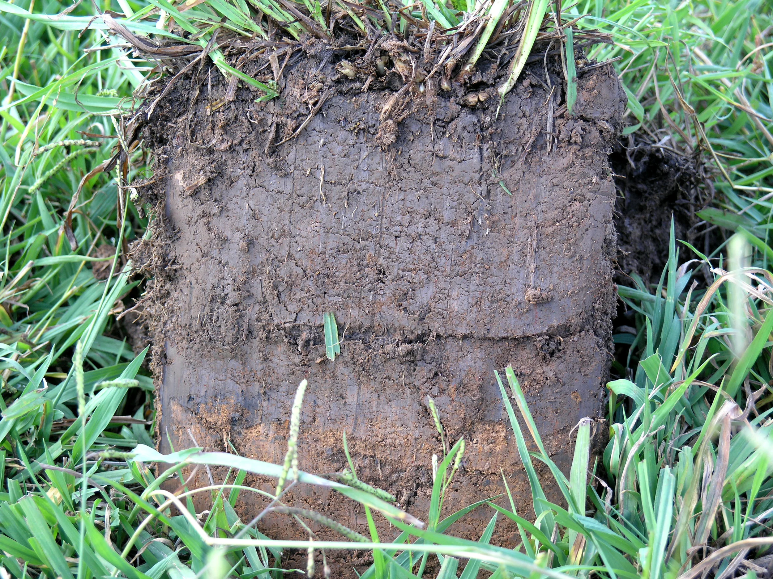 soil no rain mark bd irrigated.jpg