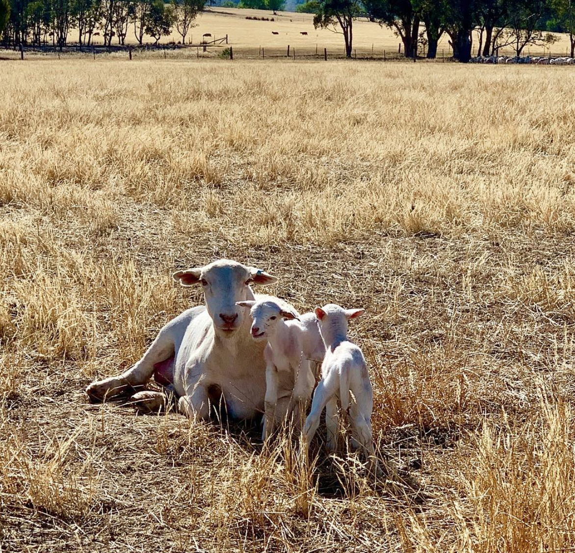 a couple of babies born in November 2018 before the rains