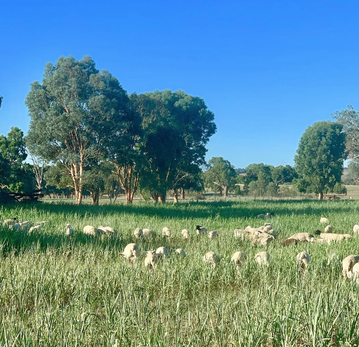 February 2019 the Sorghum is thriving and the young lambs with it.