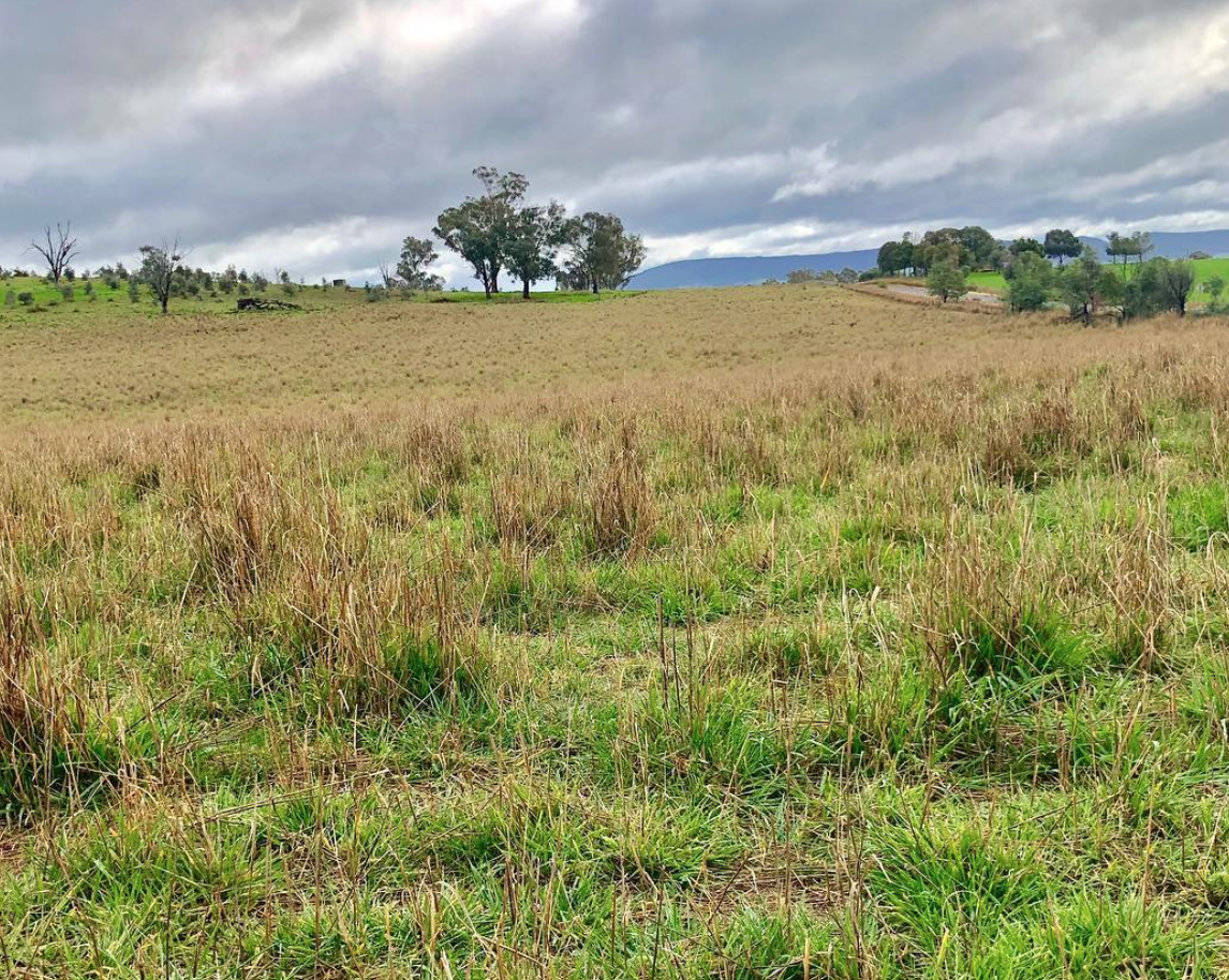 looking at the comparison of land management in the foreground and the back to let the grasses regenerate this shows 163 days rest from the animals on the land The farmers will do the same this year on their new land as they respond to the weather, health of the animals and the needs of the land.