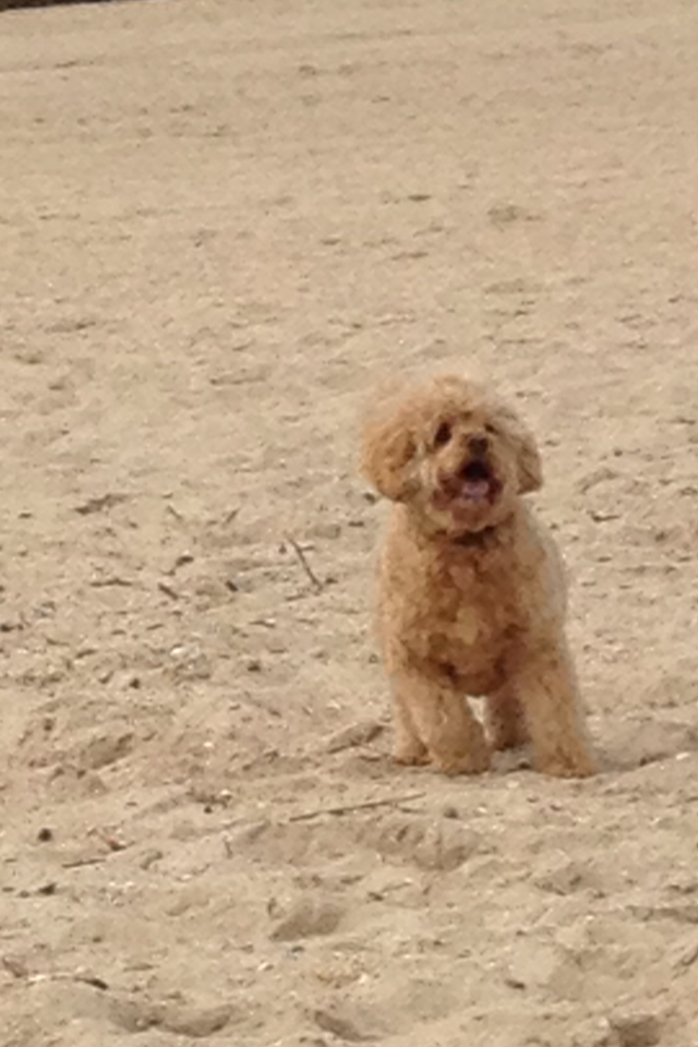 Violet in her prime a few years ago 2012 she was 10yrs, ball in air or