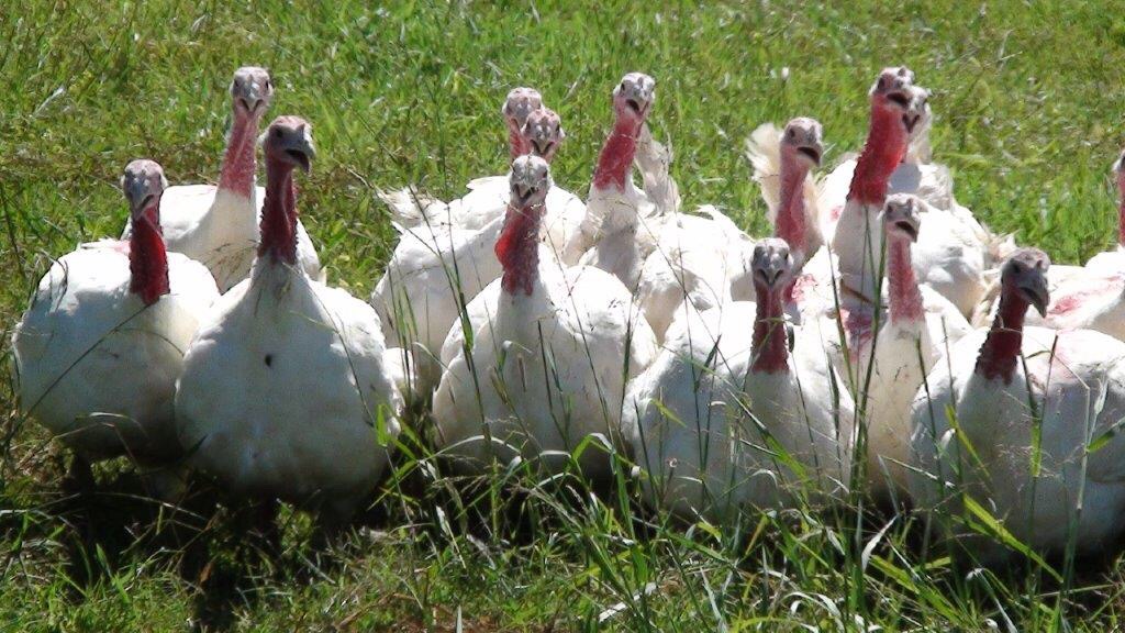 The hens are off for a chat and a wander…