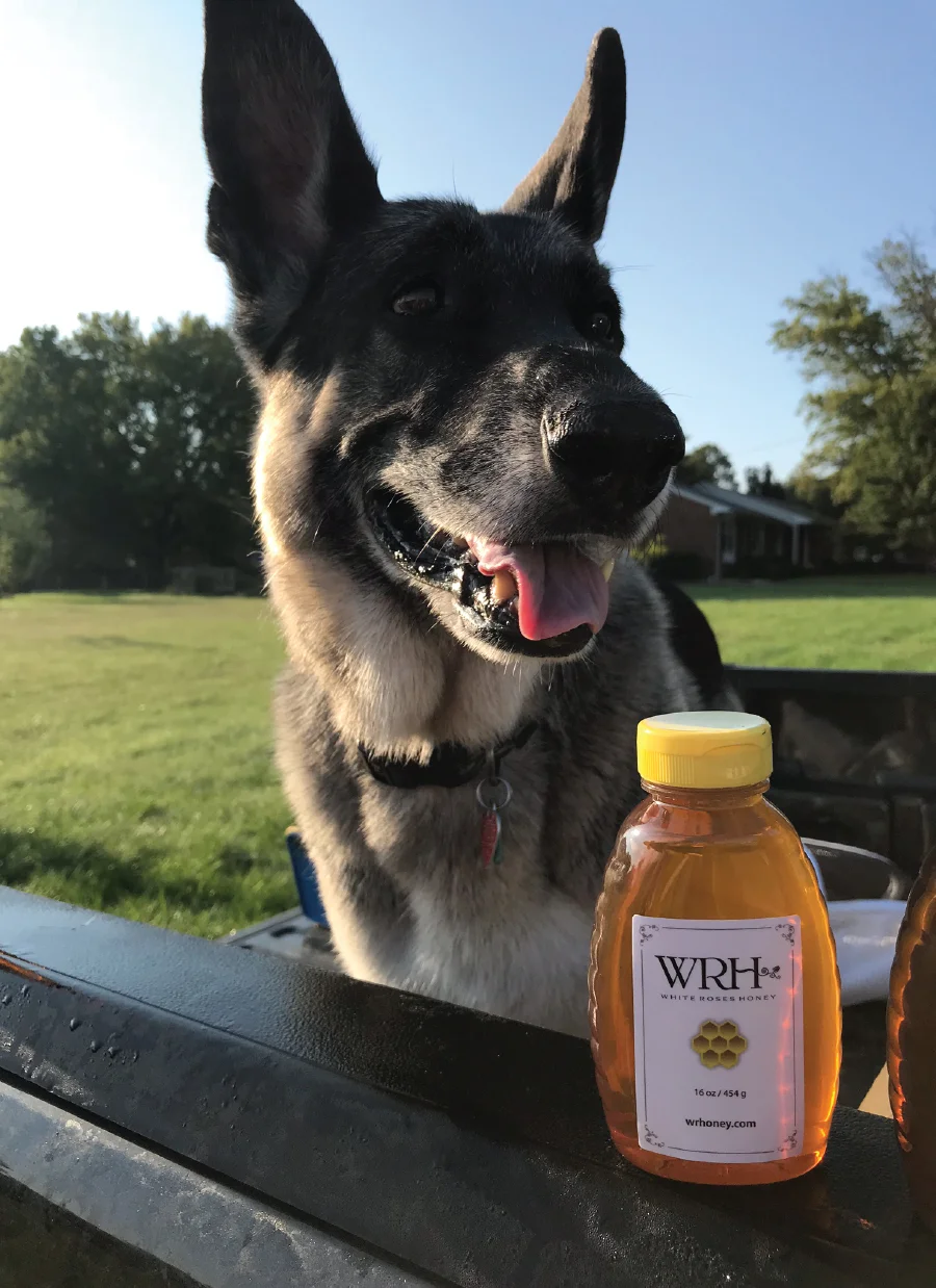 Keep Bruno happy and buy our honey