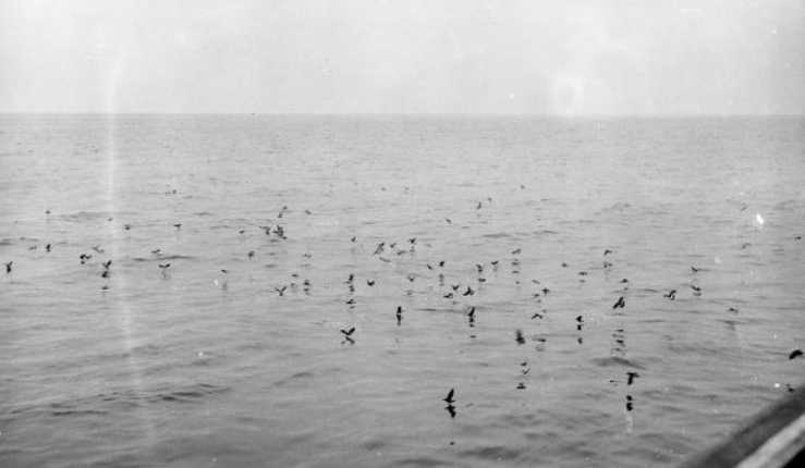  Seabirds photographed by William Tripp in 1925. Via NBWM. 