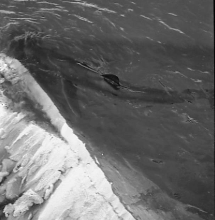  Shark lured to whale blubber, taken by Clifford Ashley 1904. 