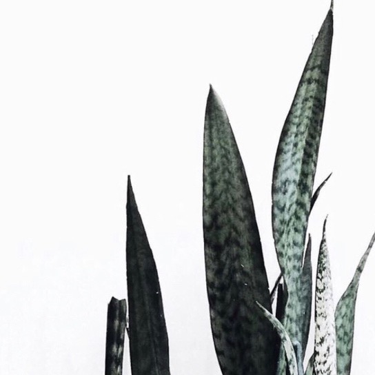 plant.jpeg