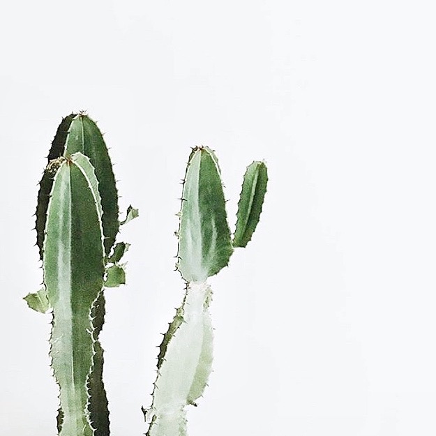 Cactus.jpeg