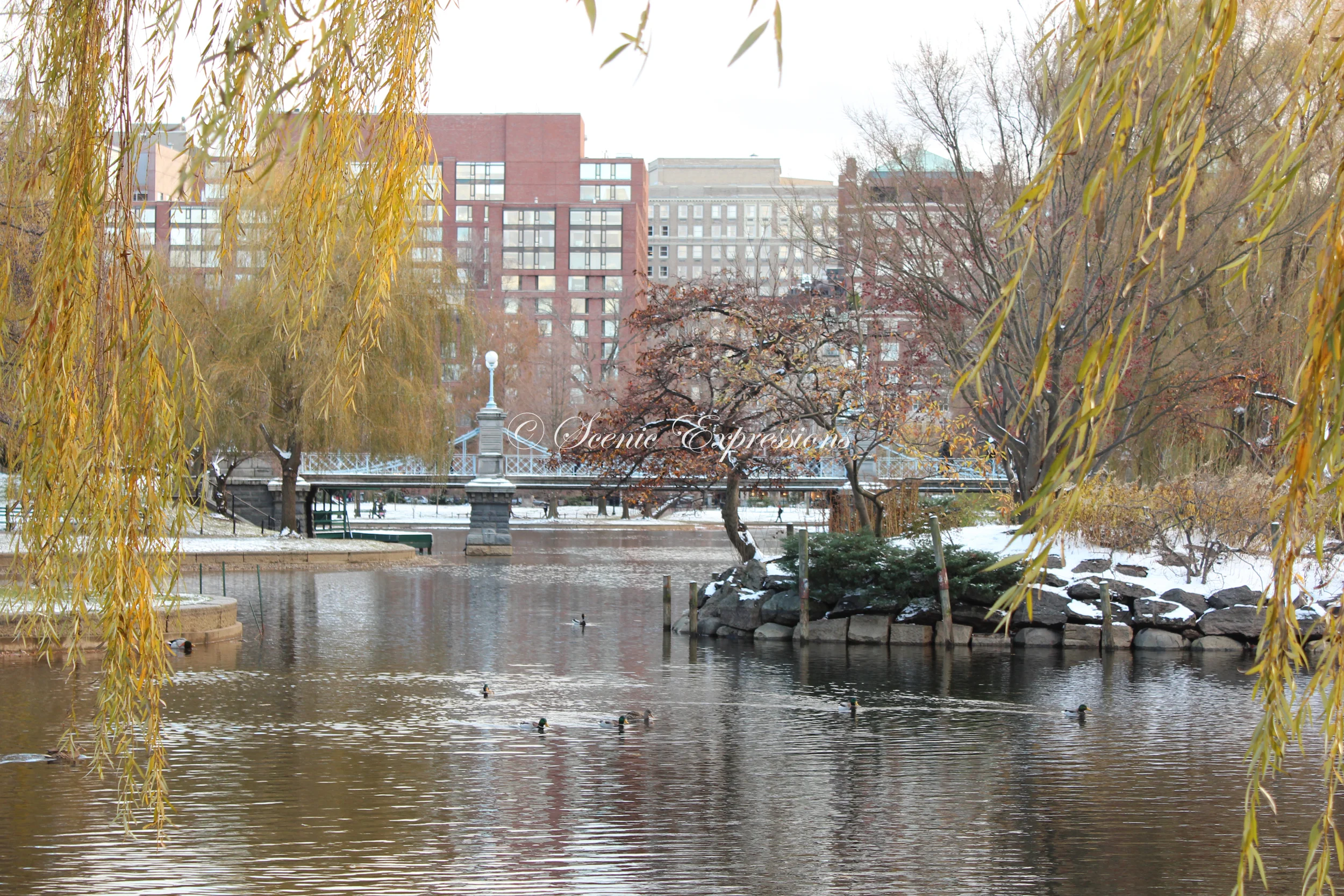 Winter Pond