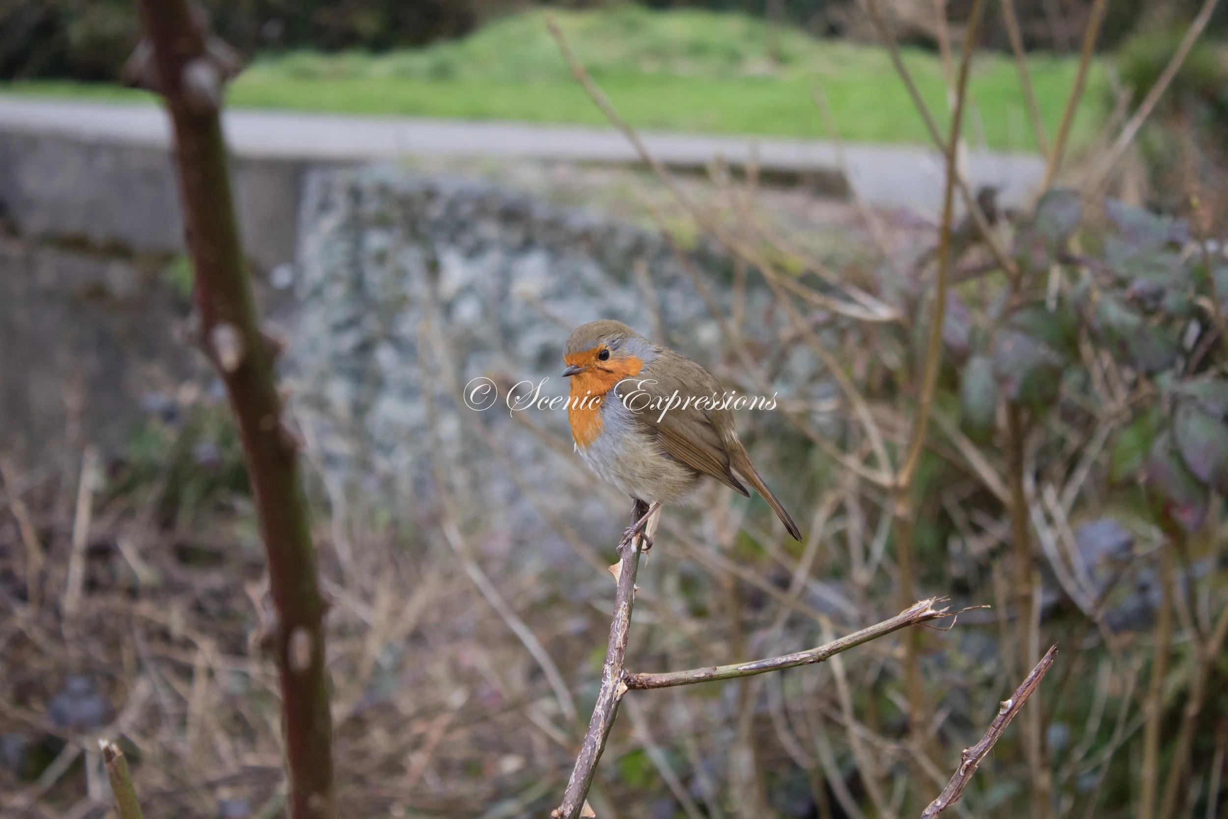 Curious Friend