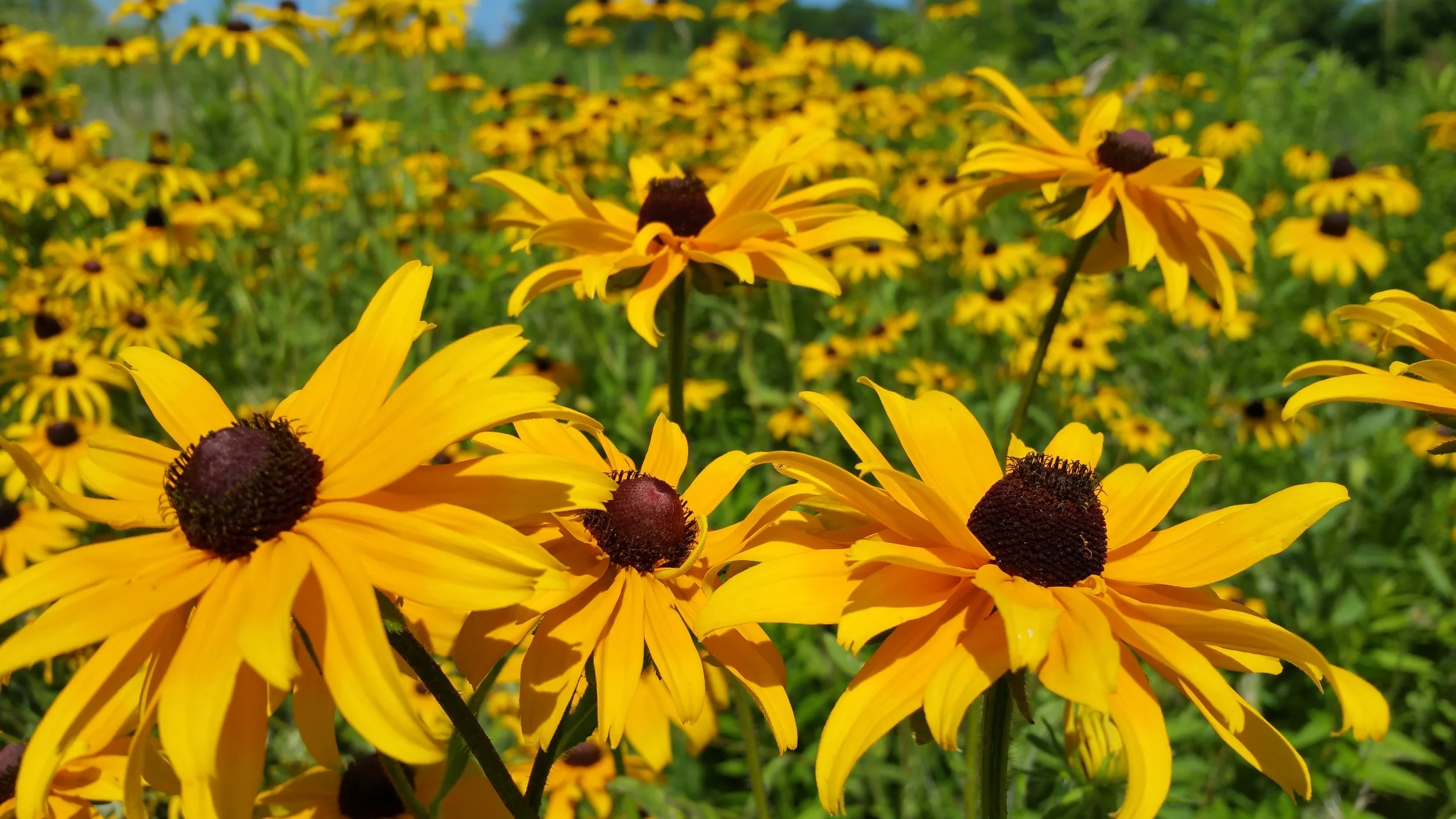black eye susan.jpg