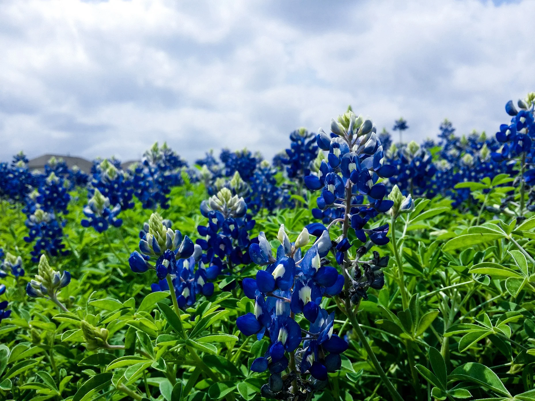 blue field.jpg
