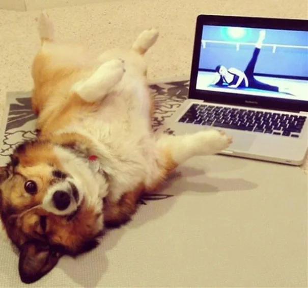animals-yoga-poses-6-57bae3cd02411__605.jpg