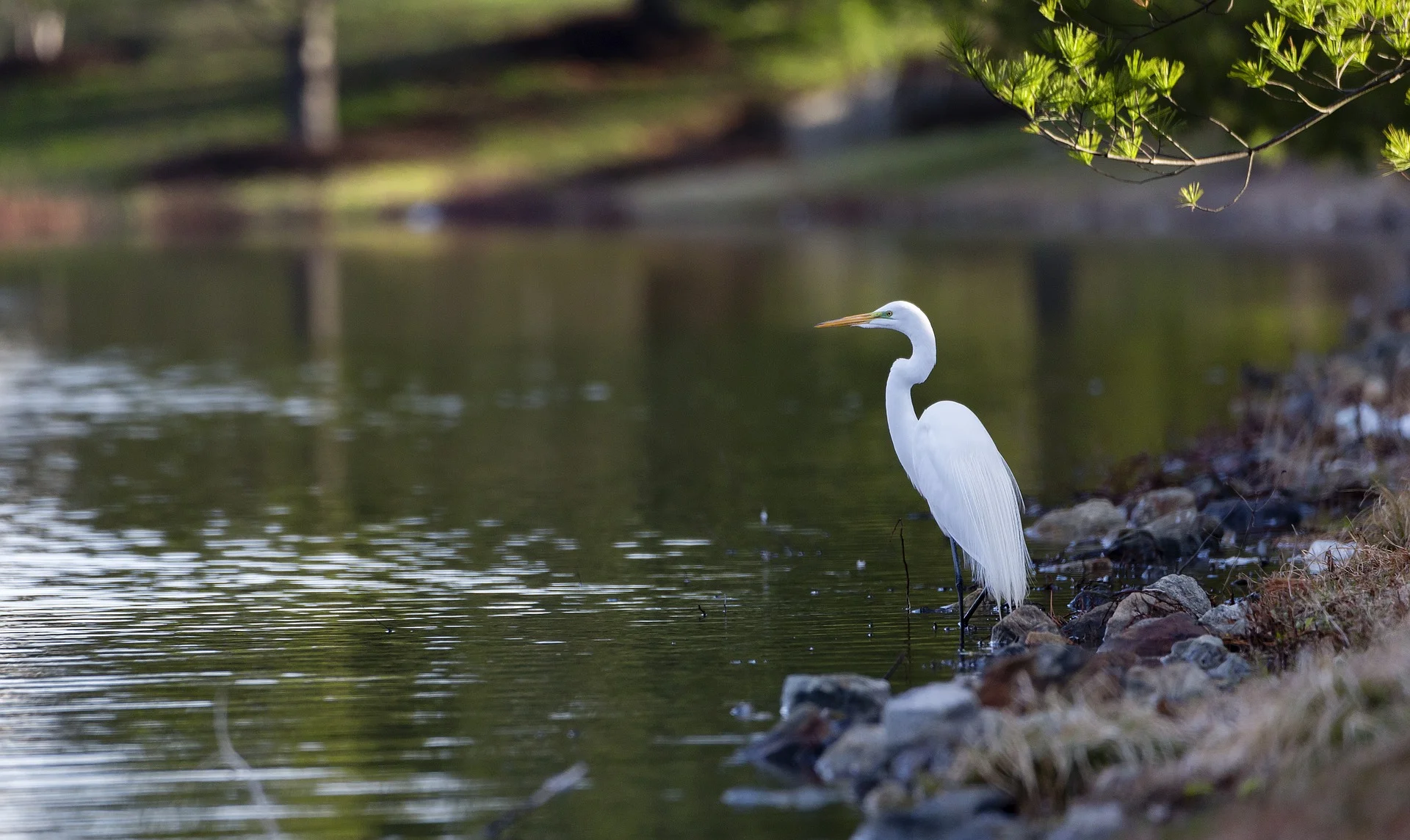 egret-2189233_1920.jpg