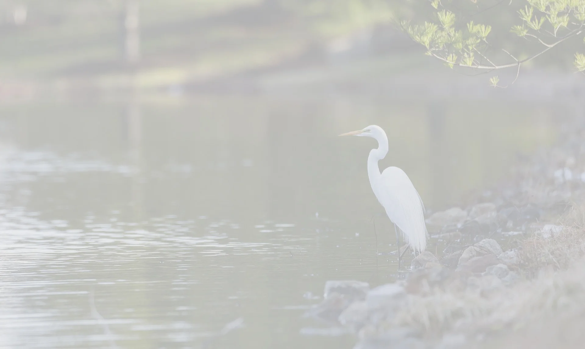 egret-ll2.jpg