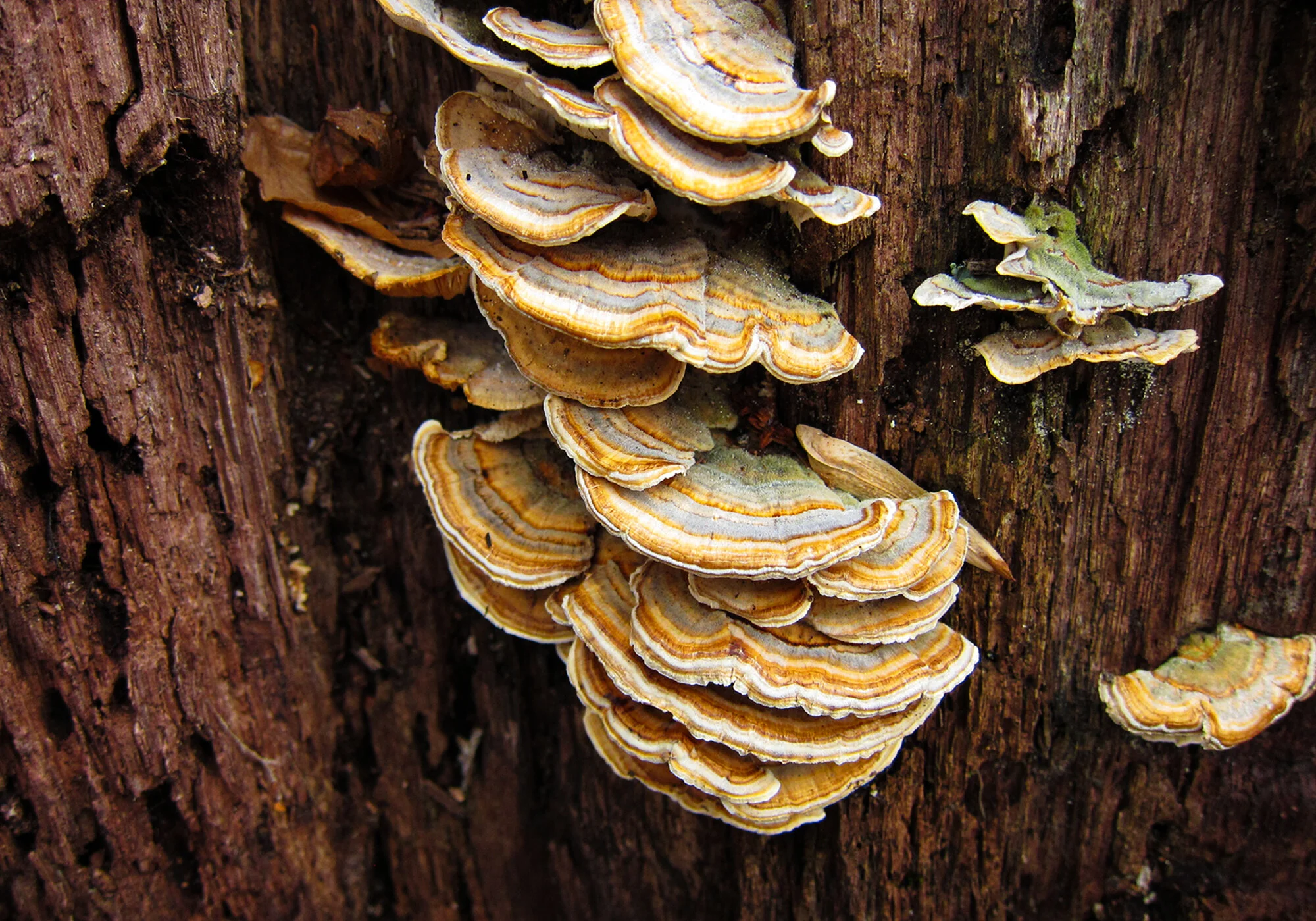 turkeytail.jpg