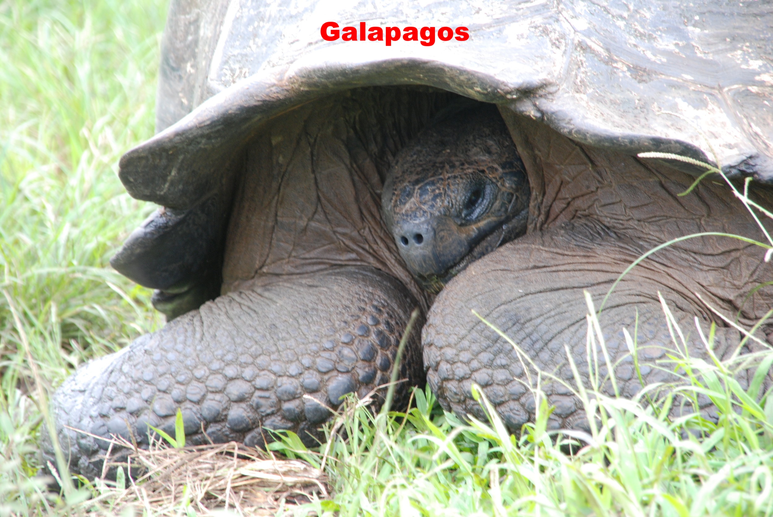 Galapagos Fri, S. Cruz, Tortoise 042.jpg