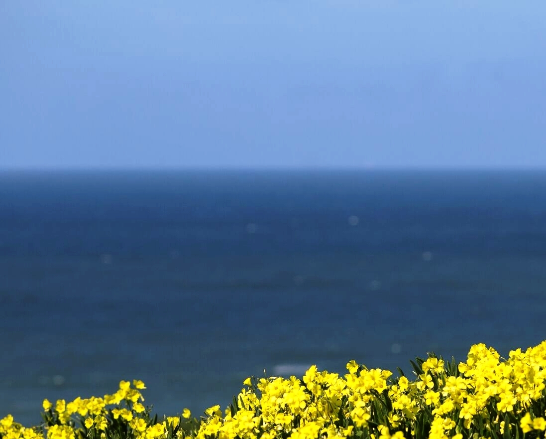 Flowers Biodiversity.jpg