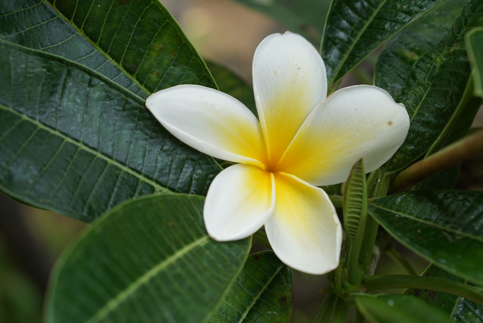 Mauna Kea Golf Course Plumeria.JPG