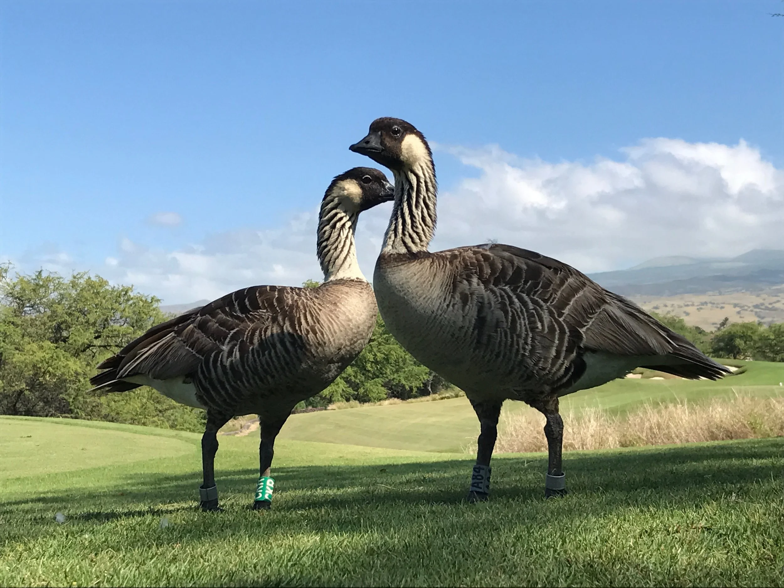 Mauna Kea Golf Course Nene Geese.JPG