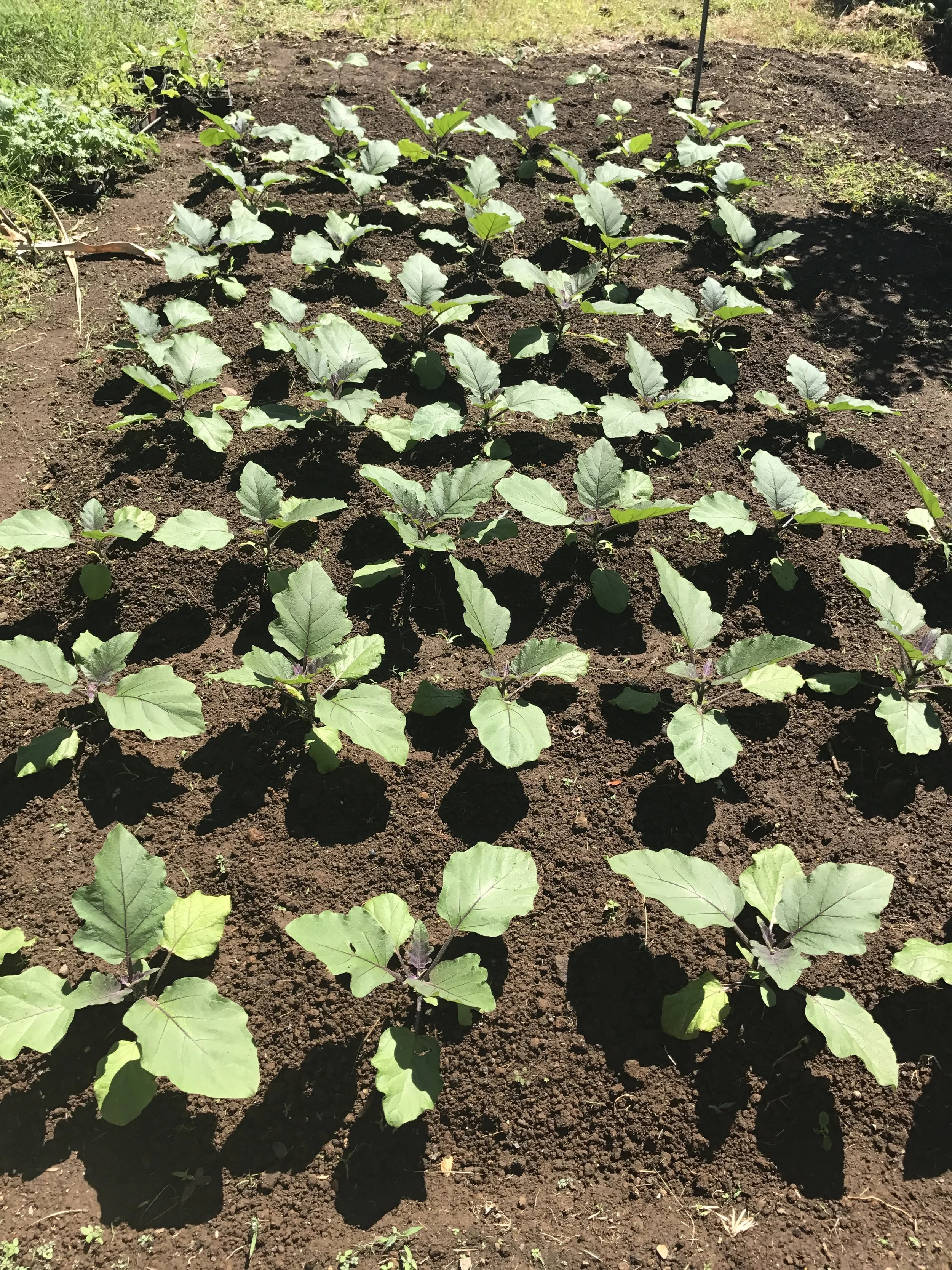 Garden Hapuna Close Up 7 Rows (section 8).jpg
