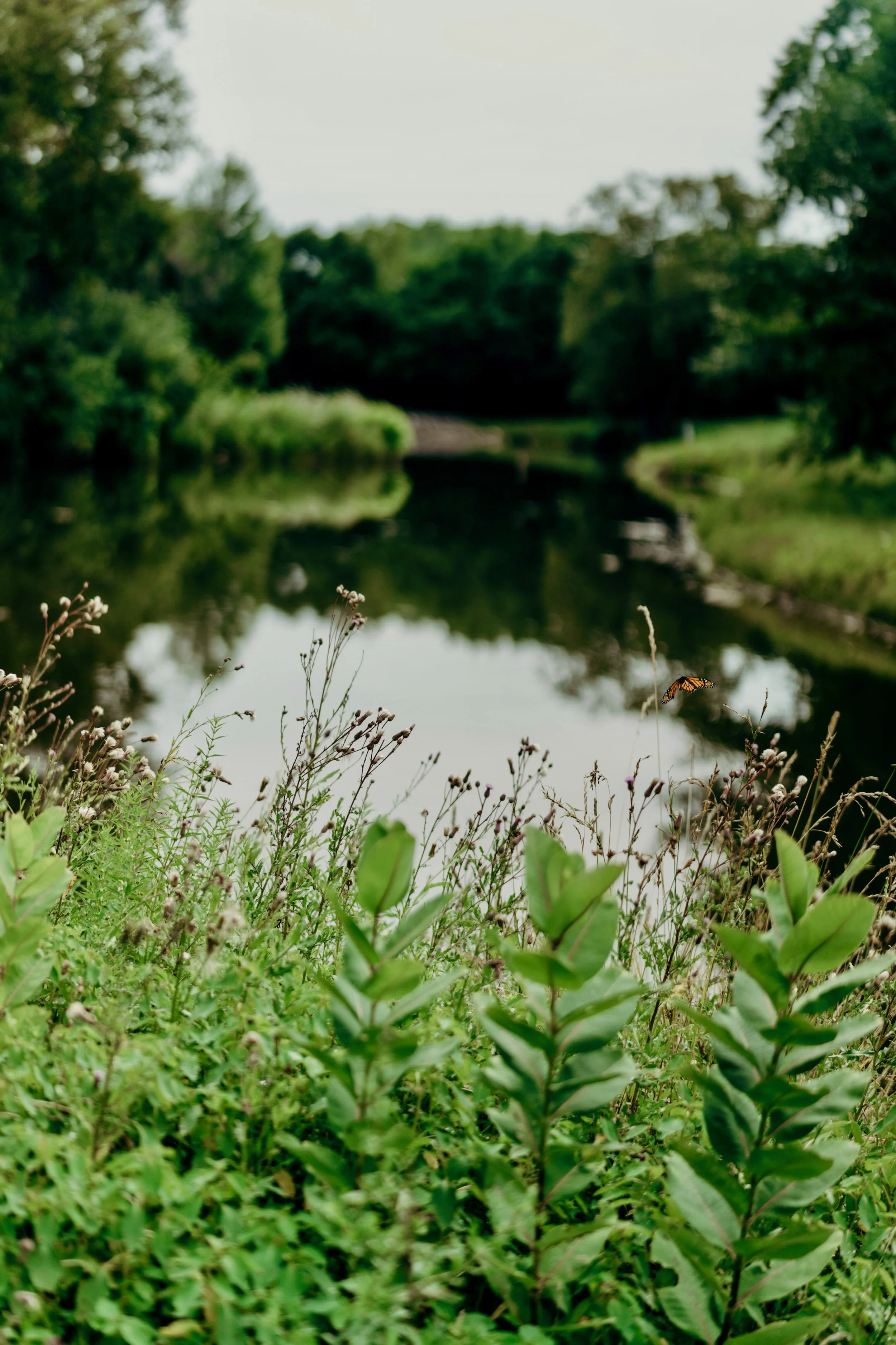 butterfly monarch habitat.jpeg