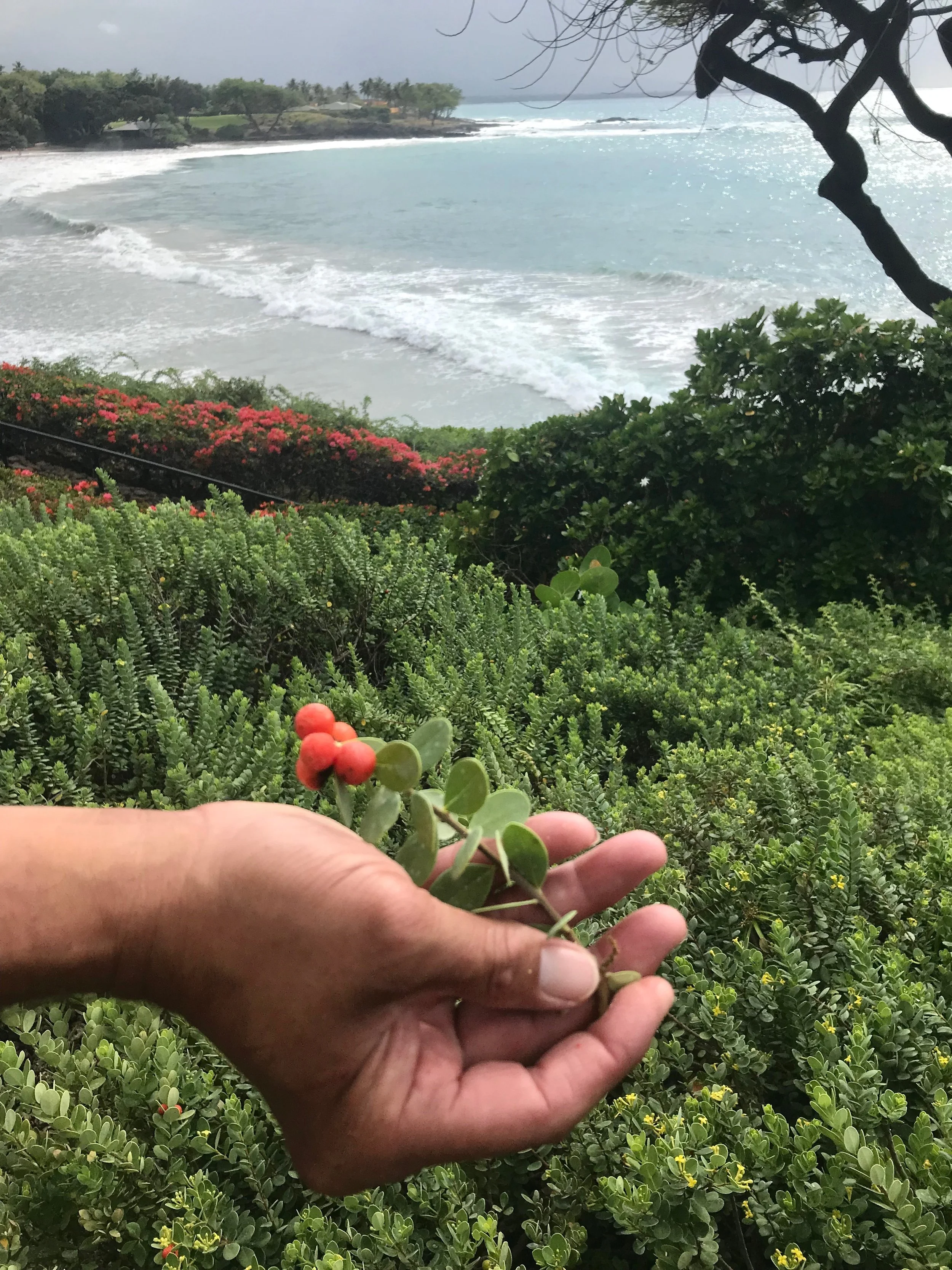 native plant_Handbook of Hawaii Golf Industry BMPs.jpeg