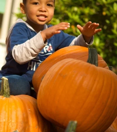 Harvest Pumpkins