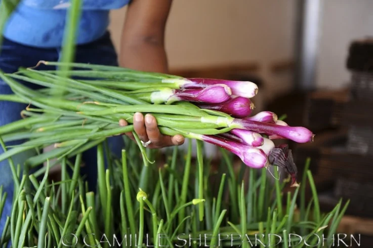 Fresh Onions