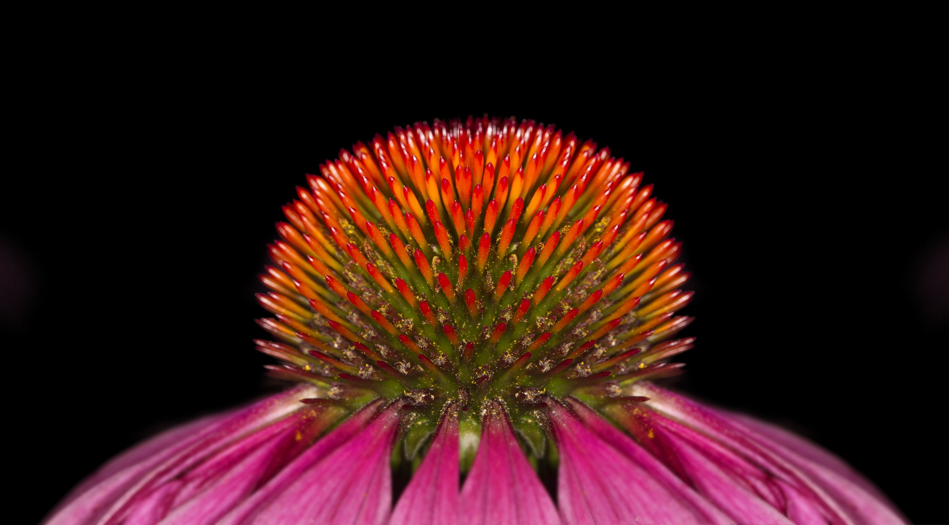 Echinacea .jpg