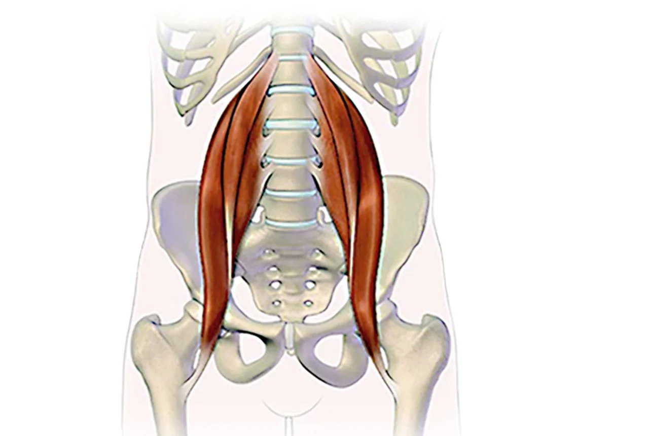Psoas, Low Back and Hip Treatment Using Non-Force Deep Tissue Massage - 8 CE hours
