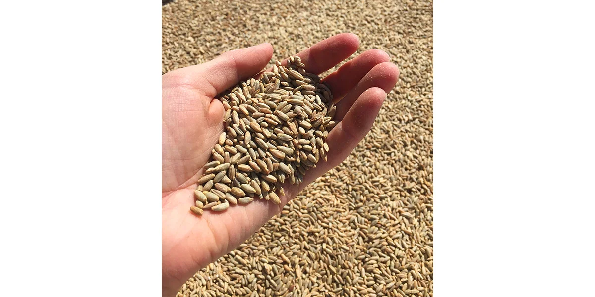 2bar_grain.jpg