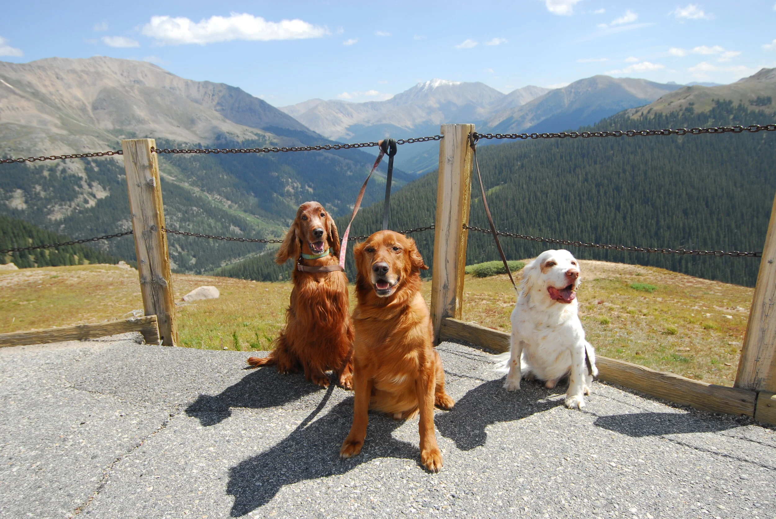 Ceara, Seamus, and Charlie Brown