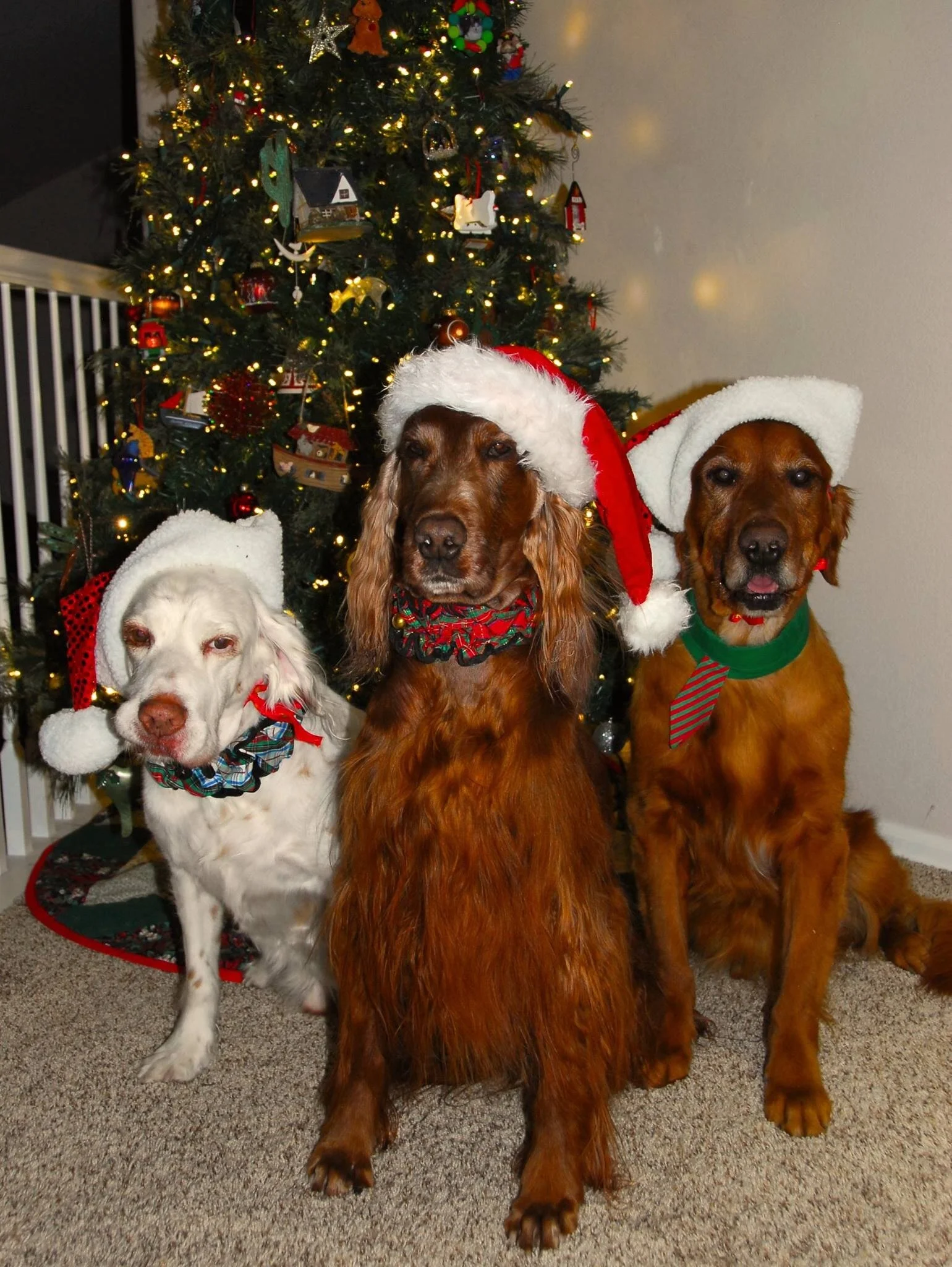 Charlie, Ceara, and Seamus