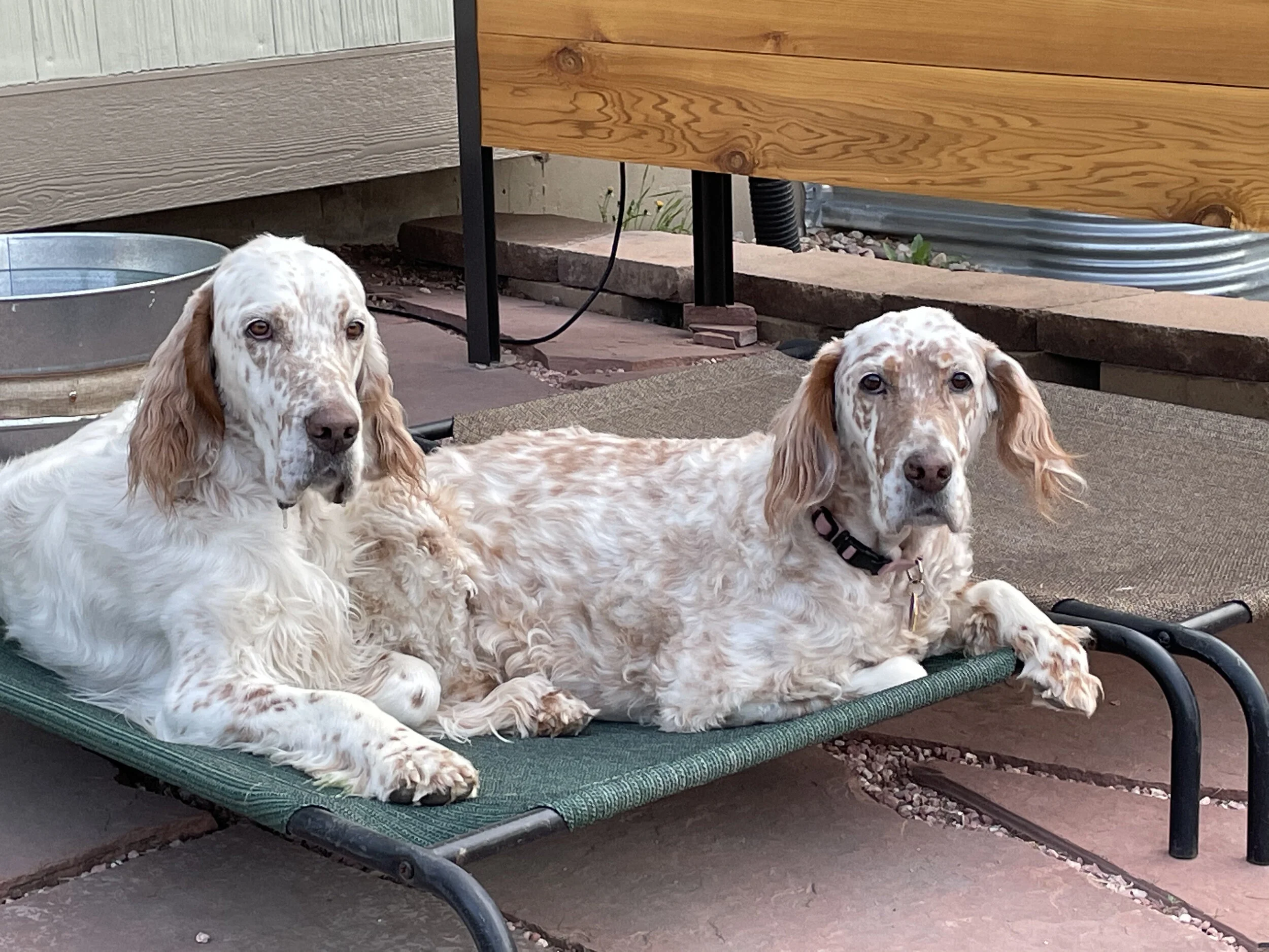 Van Gogh and Tessa