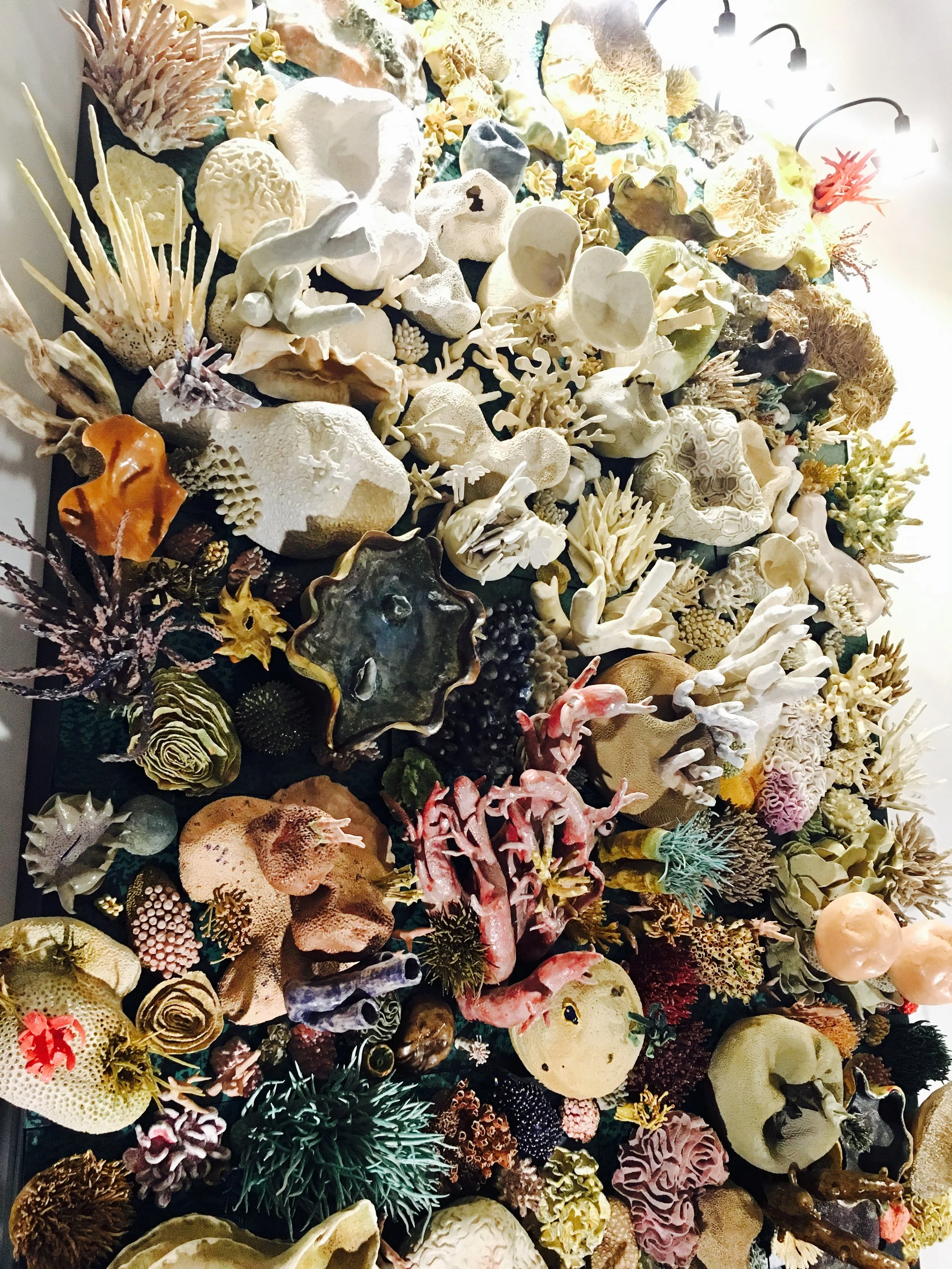 AAAS coral.jpg