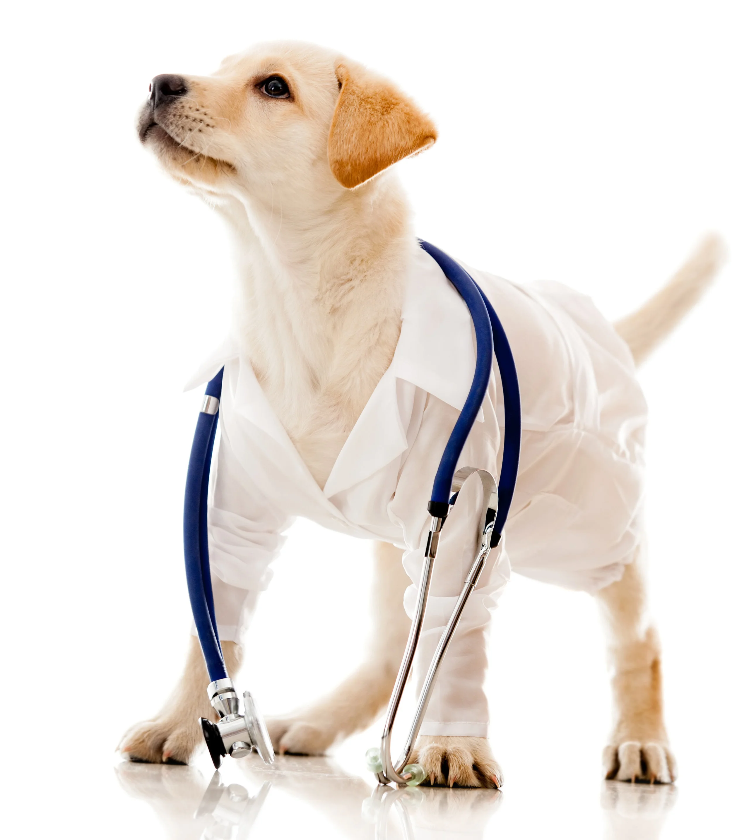 DogVet.jpg