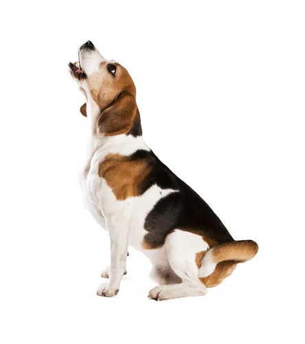 Beagle Barking.jpg