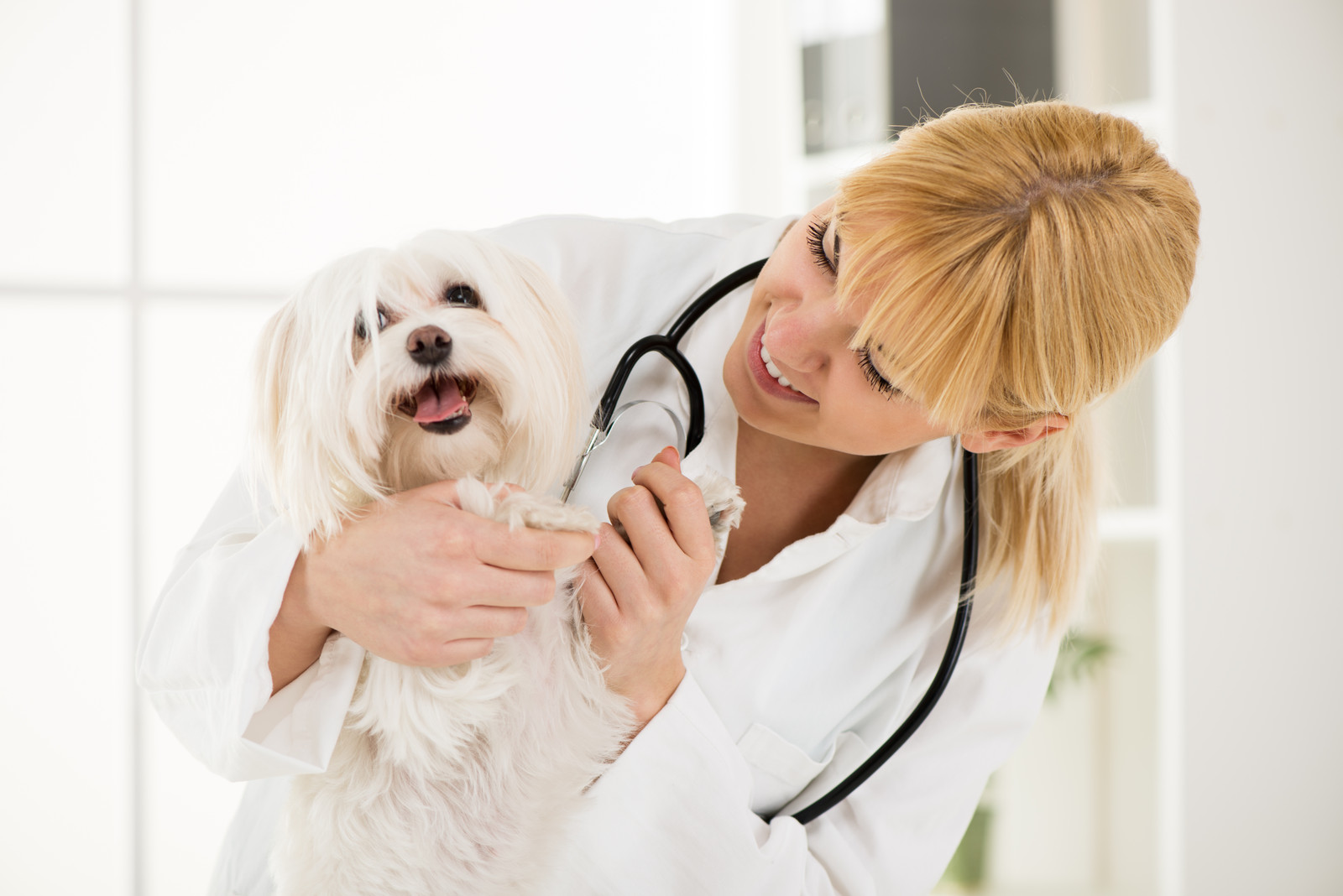 Veterinarian and Maltese.jpg