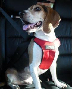 sleepypod-red-harness.jpeg