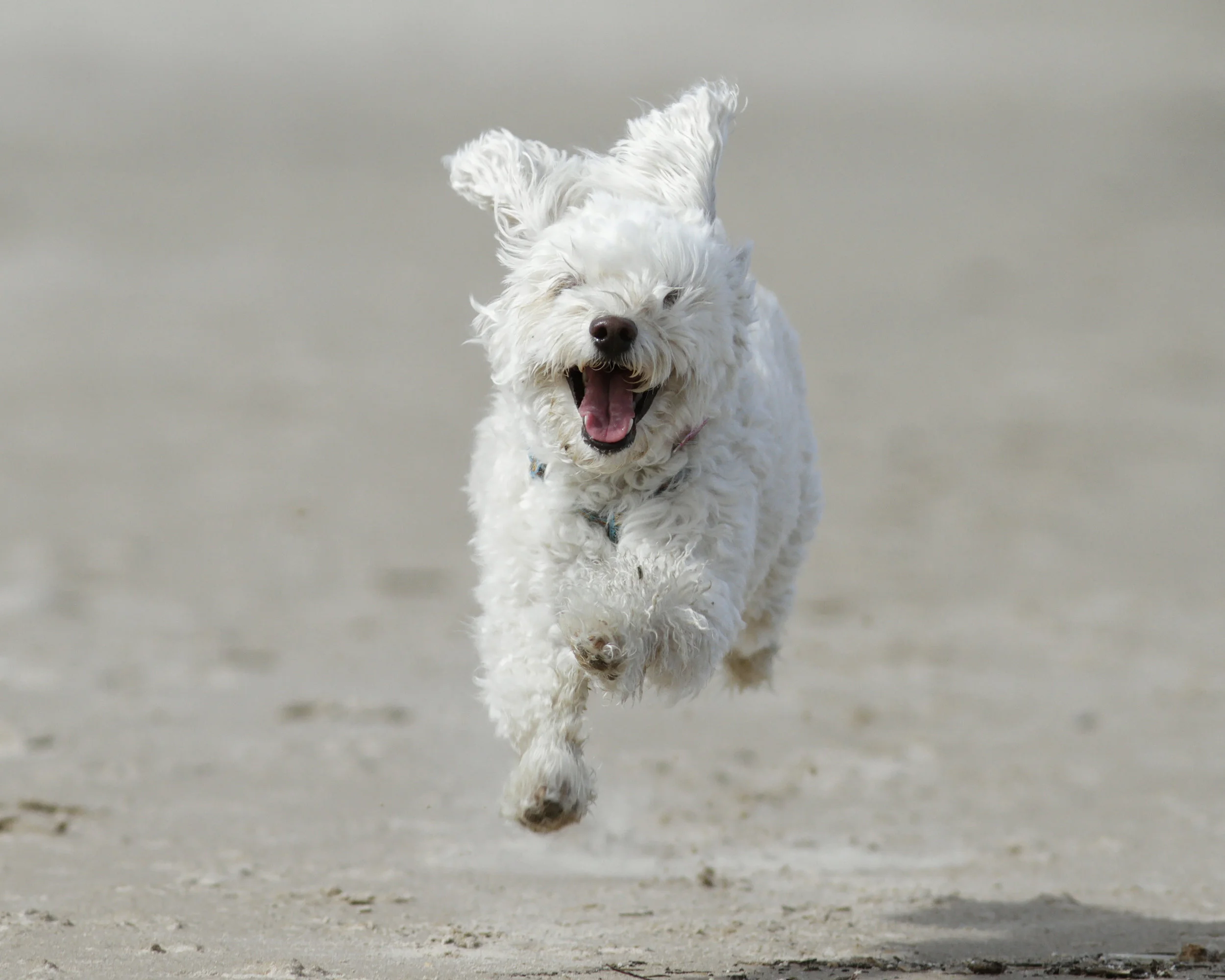 runninglittledog.jpg