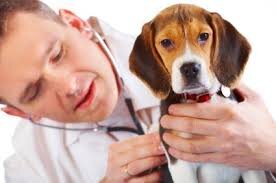 Vet Check Beagle.jpg