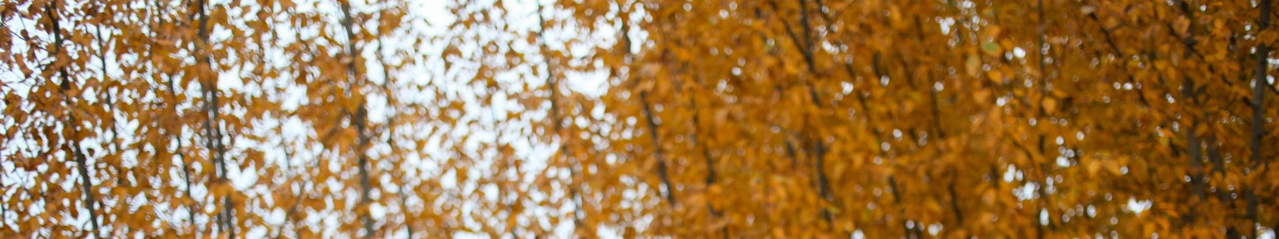 snippet of fall leaves.jpg