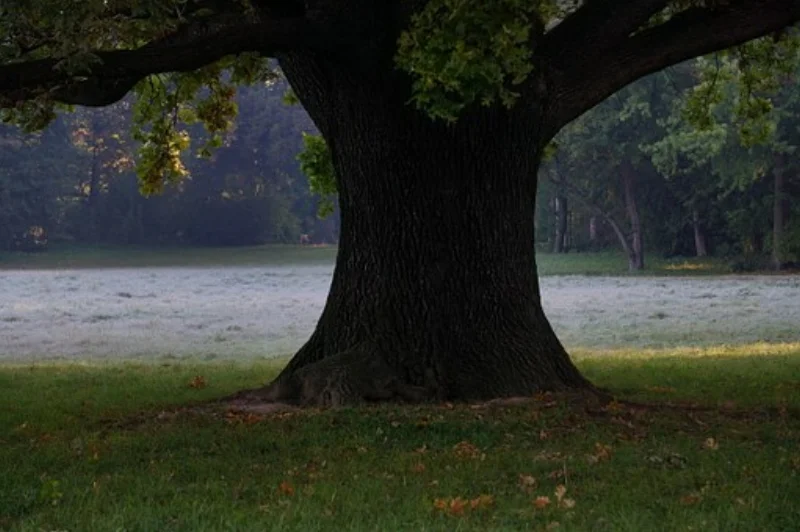 oak-tree-190485__340.jpg