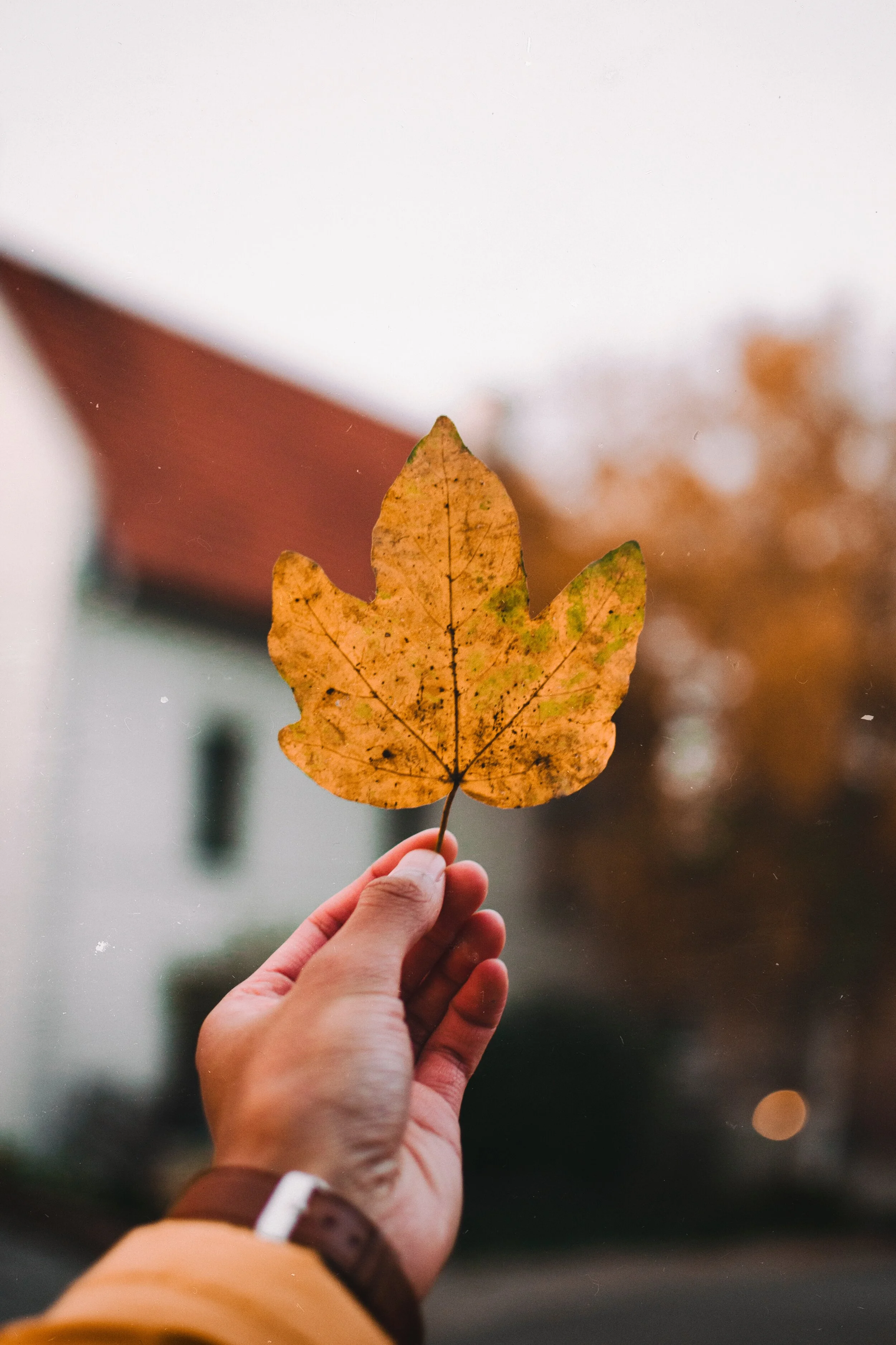 photo by Rhinhart julia on unsplash