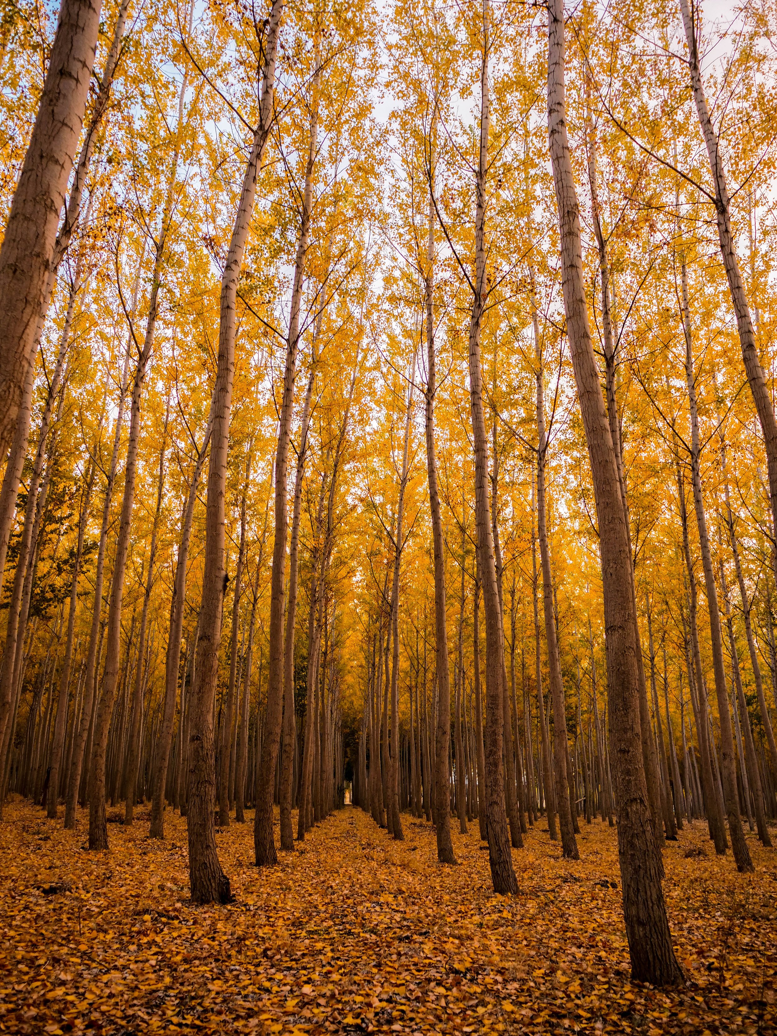 Is There Fall in Heaven?