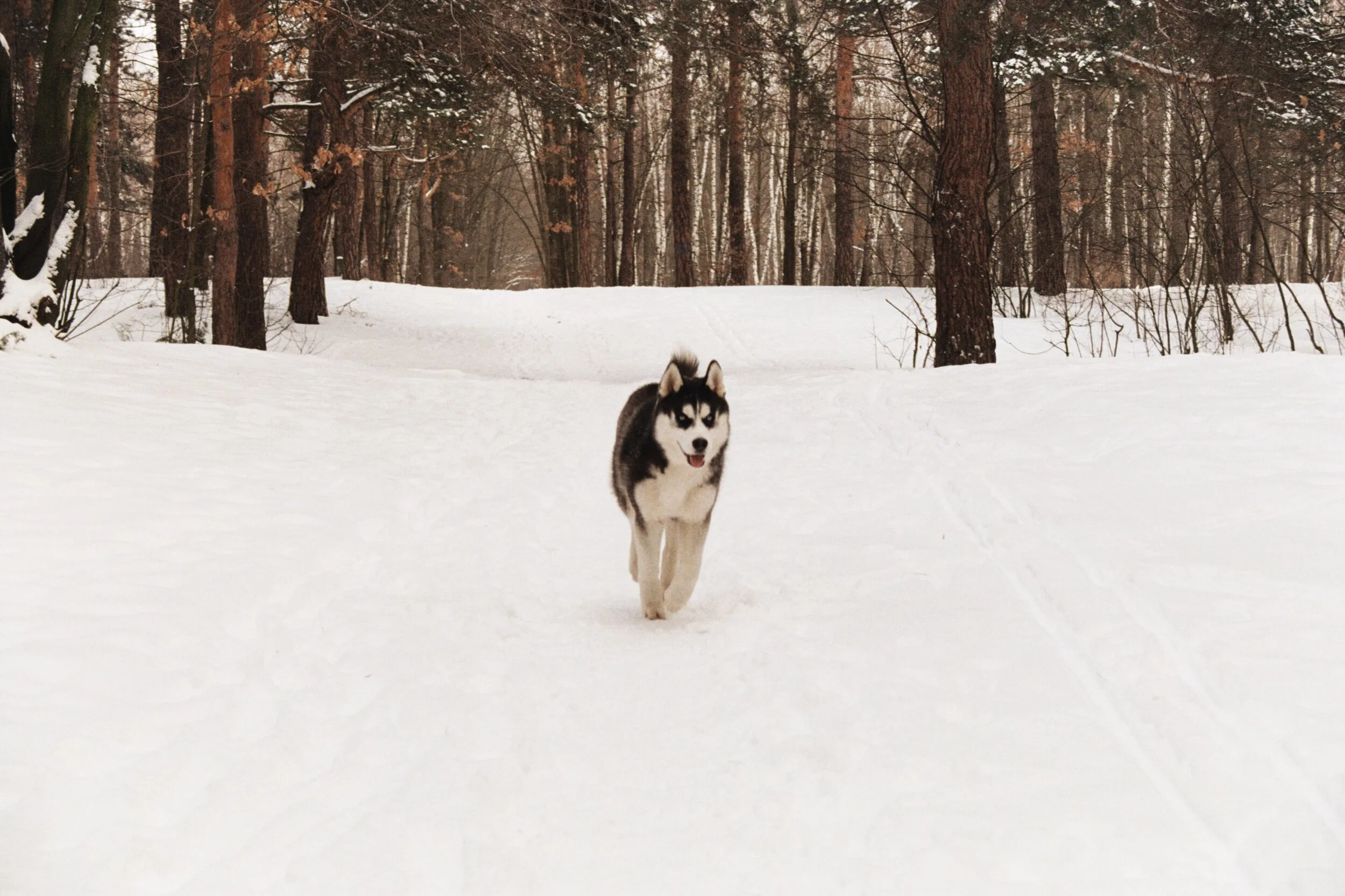 The Animal That Most Inspires Me to Run the Race of Life With Passion and Purpose