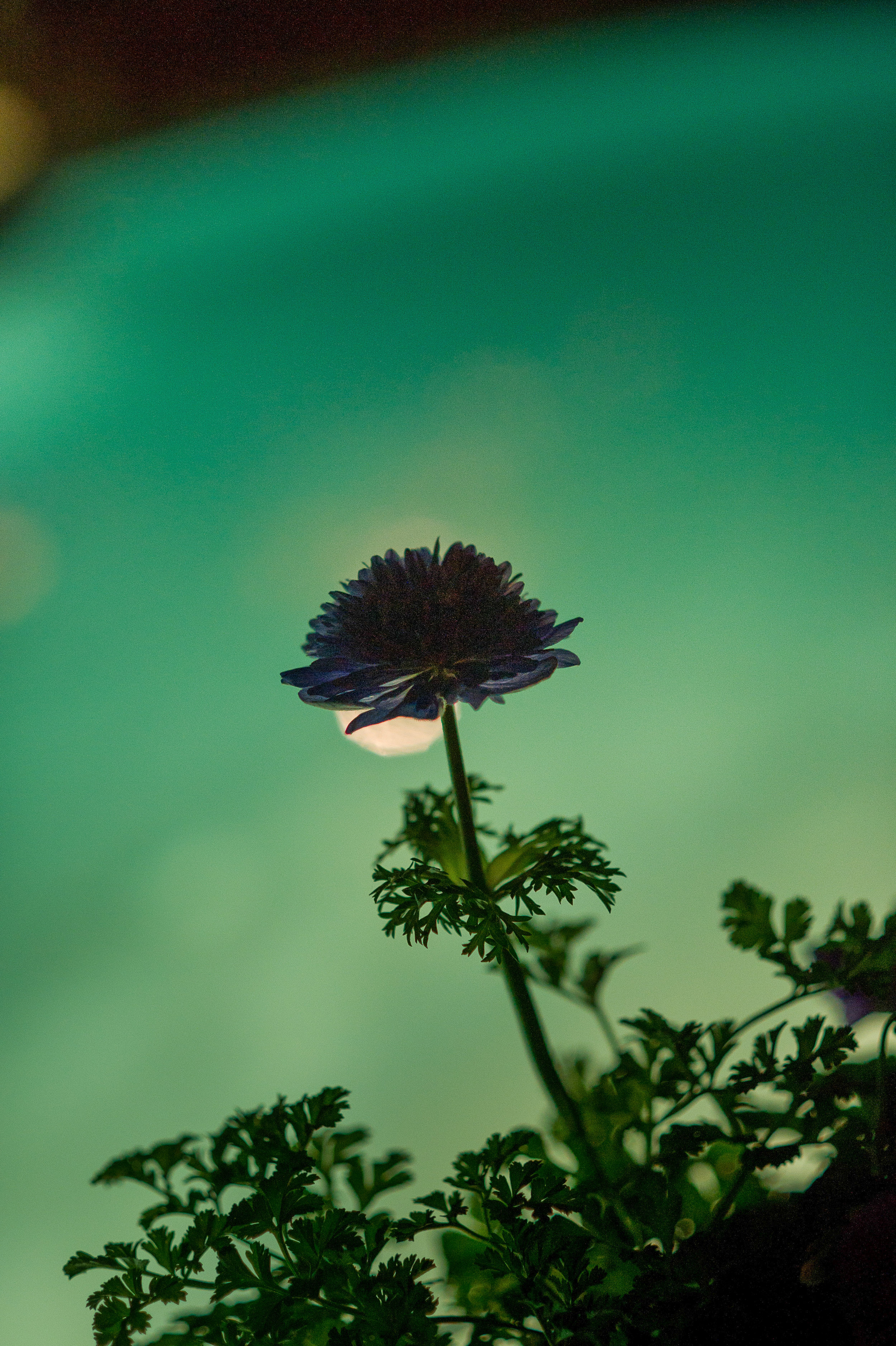 060_209SEL_D3S_0222.jpg