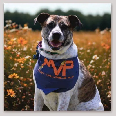 Most Valuable Pup Bandana