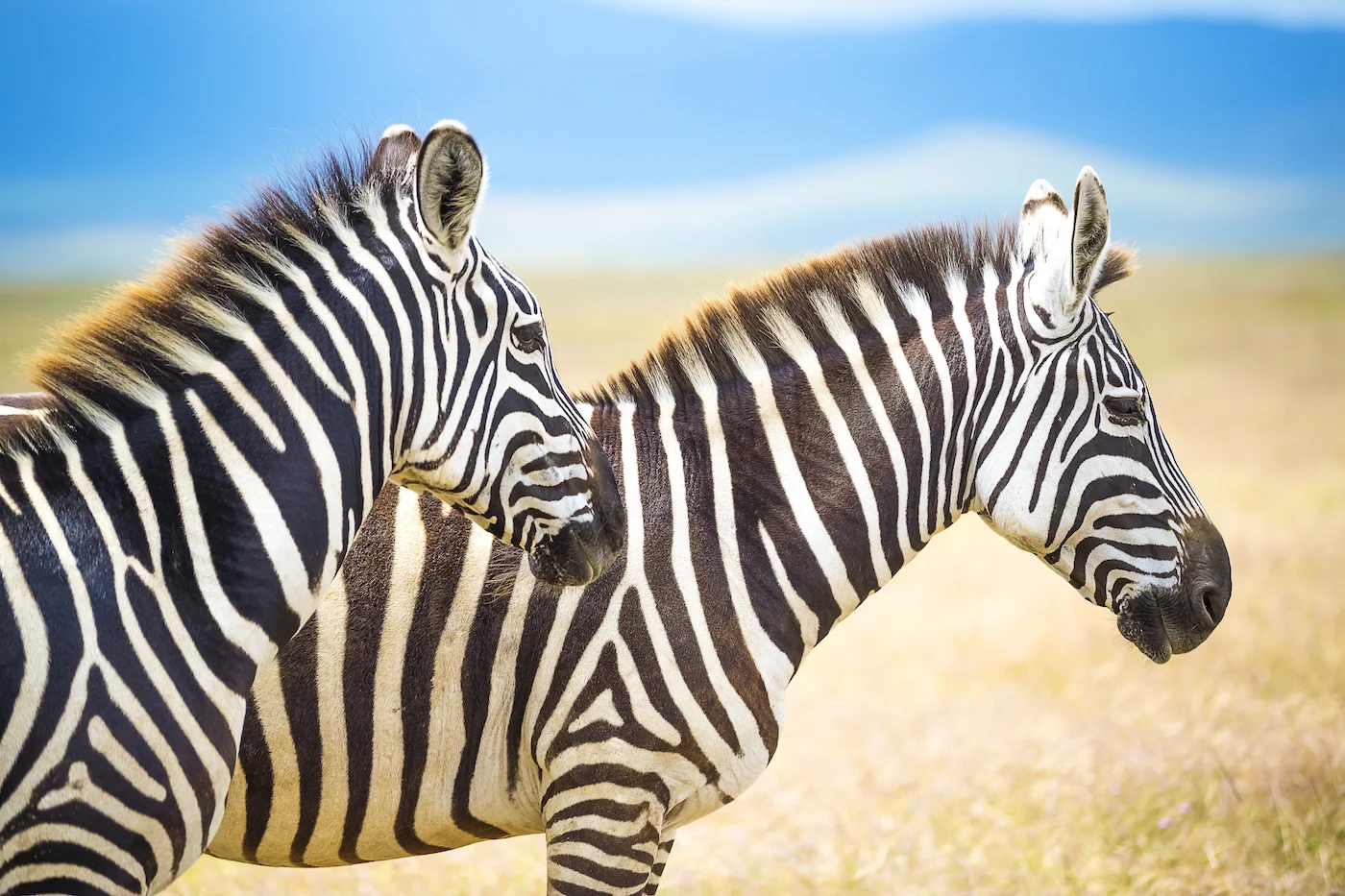 Zebras.1400.jpg